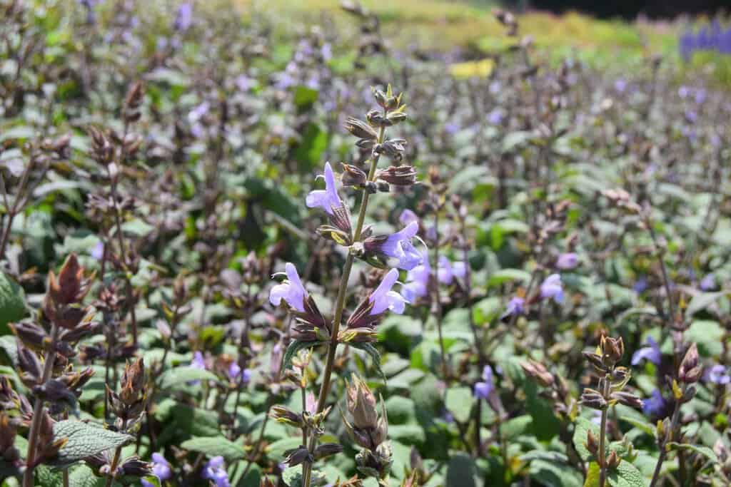 Salvia officinalis 'Purpurascens' 15-20 cm